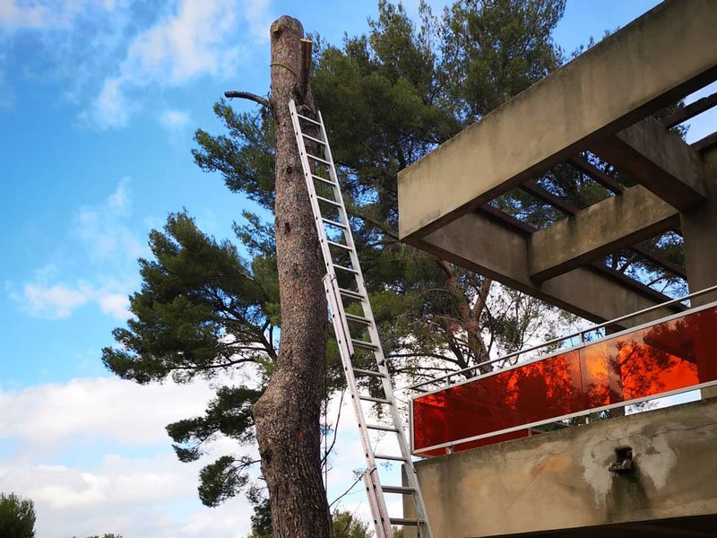 Abattage et démontage de Pin Six-Fours-les-Plages