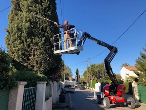 Taille de Cyprès de Provence à Saint Cyr sur mer