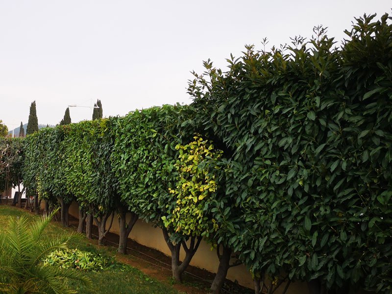 Paysagiste à Bandol entretien annuel de jardin