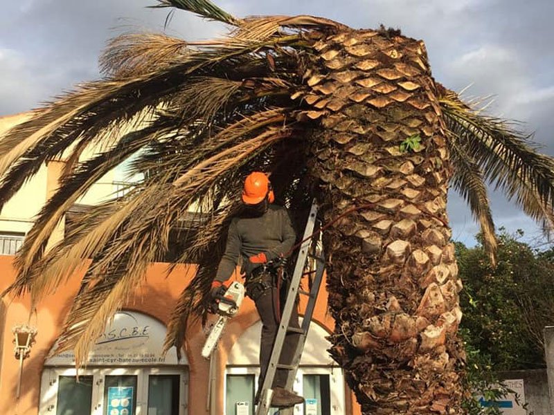 Abattage palmier attaqué par le Charançon Rouge Sanary-sur-Mer