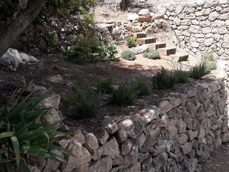 Rognage et extension souche Bandol
