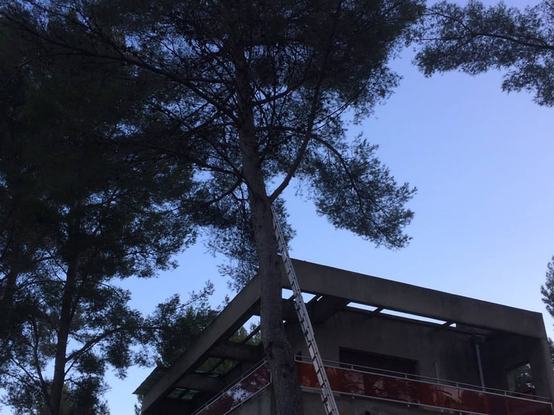 Elagage branche arbre pour dangerosité Sanary-sur-Mer