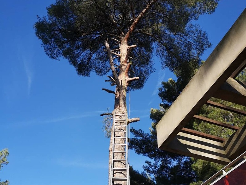 Elagage branche arbre pour dangerosité La Ciotat